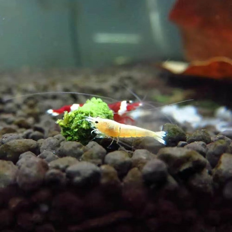 Spinach Shrimp Feed Ornamental - Aquarium Fertilizer review and price
