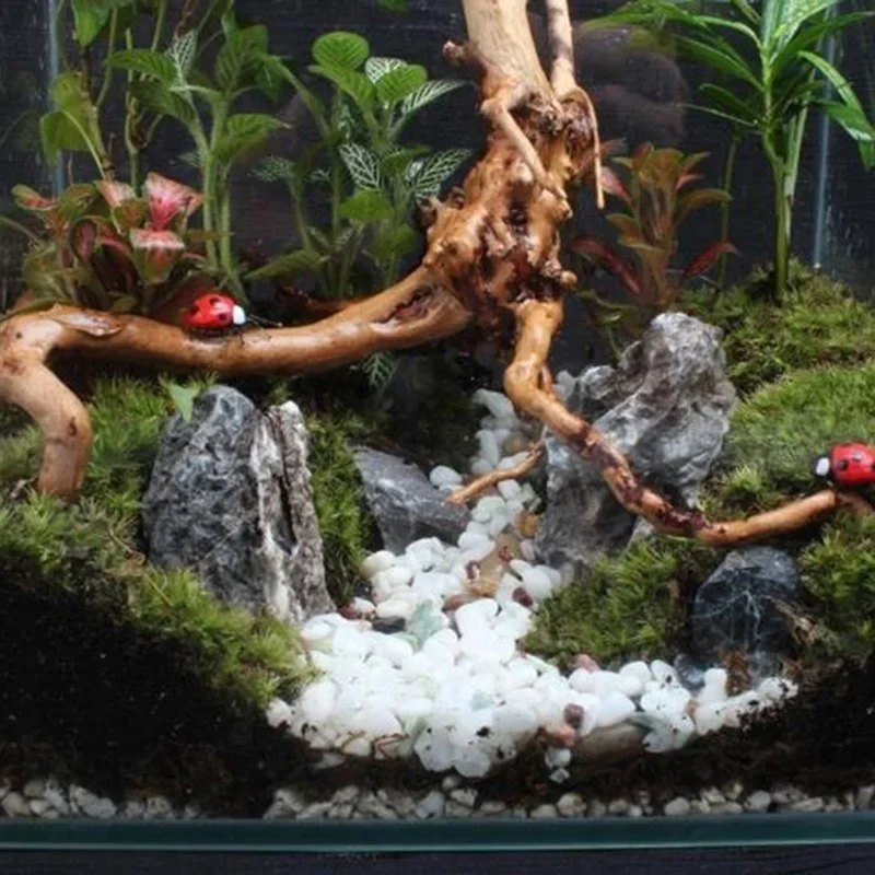 Natural Tree Trunk Driftwood A - Aquarium Driftwood review and price
