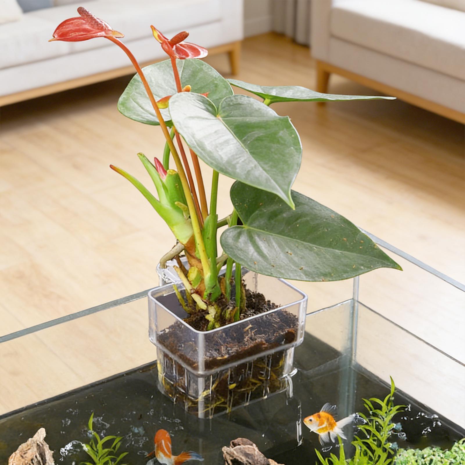 Transparent Hangable Aquarium  - Plant Aquarium Pot review and price
