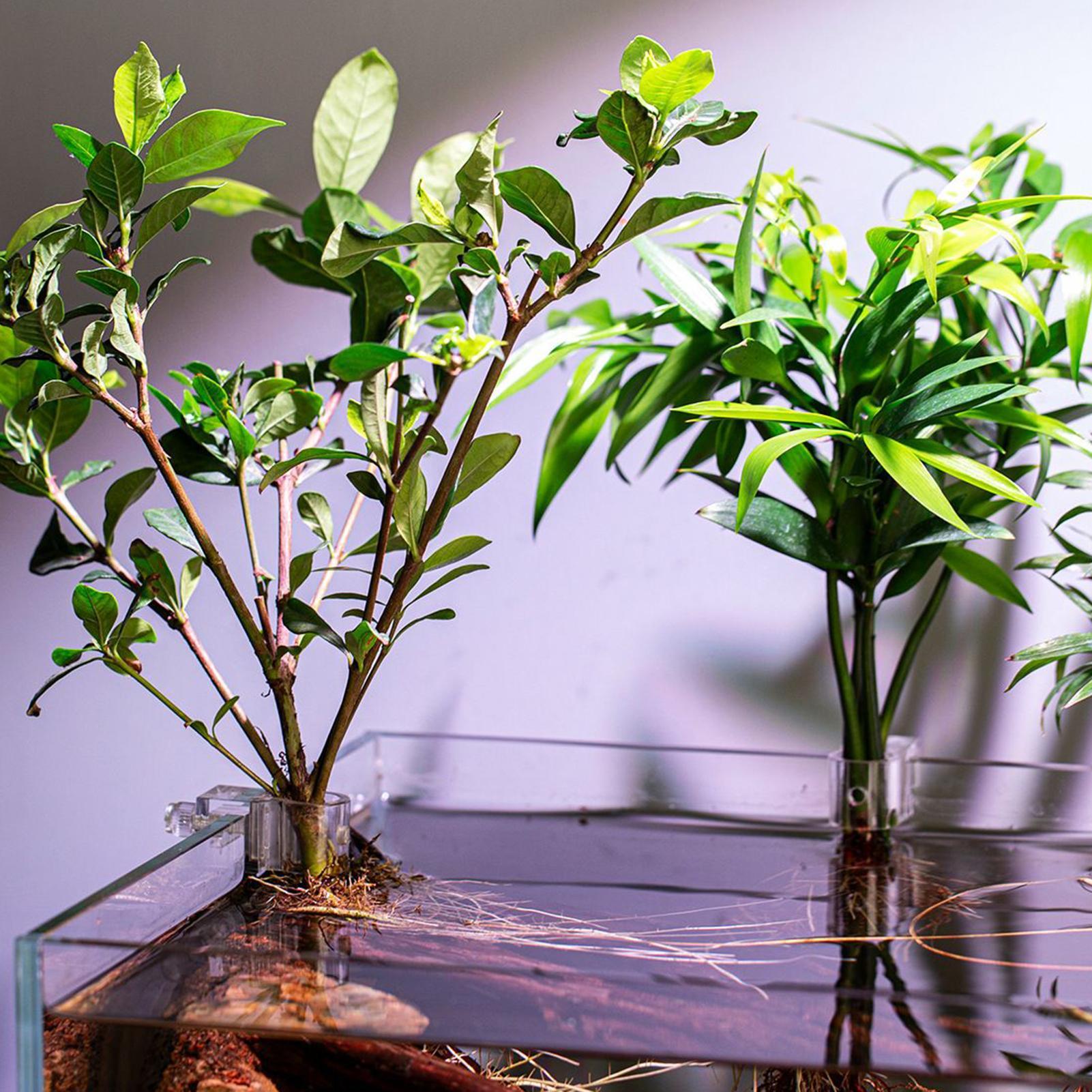 Mini Fish Tank Planter Pot 6Pc - Plant Aquarium Pot review and price