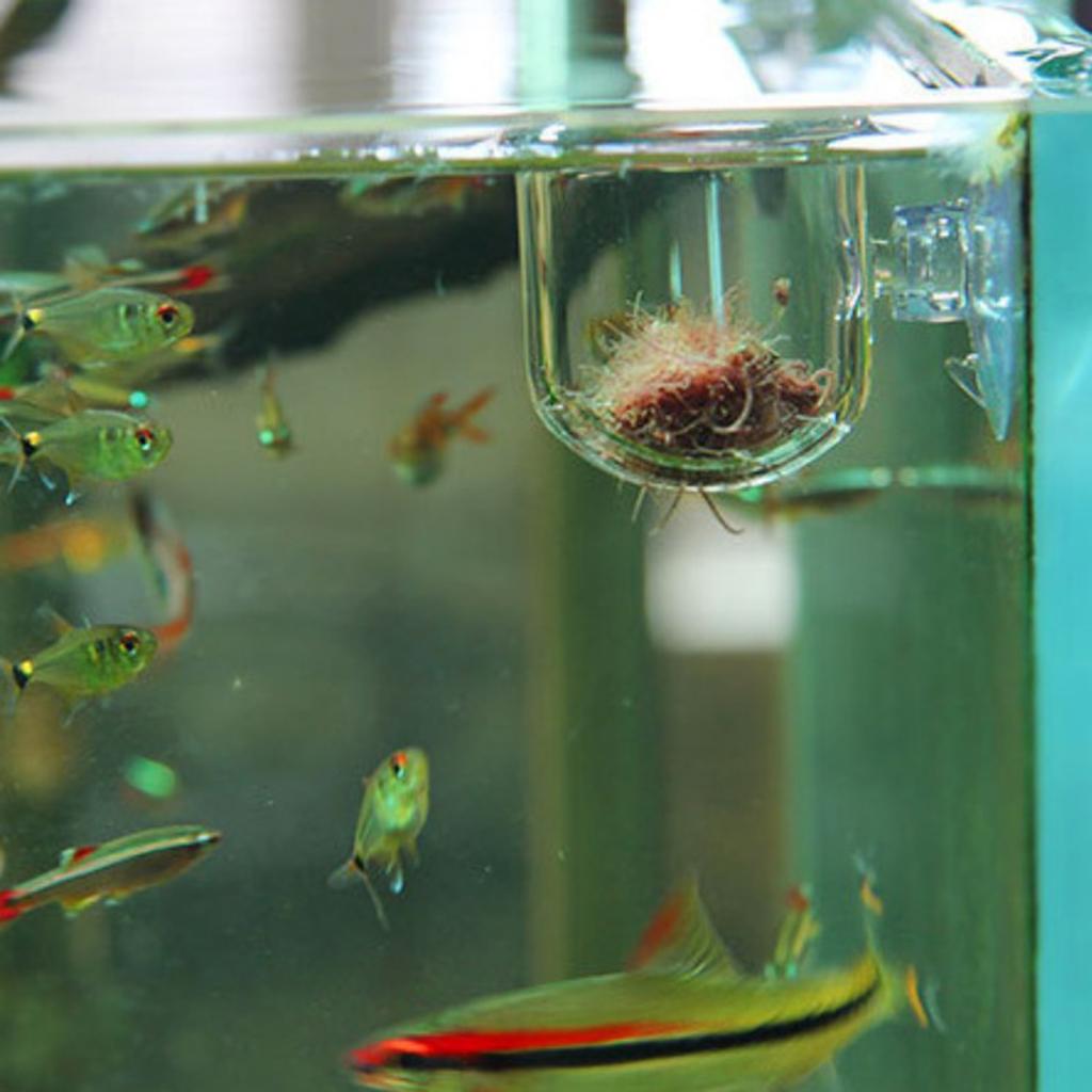 Fish Feeding Basket Glass Aqua - Plant Aquarium Pot review and price